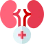 Urology & Renal Transplants