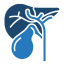 Liver Transplant